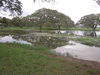 Tissa See