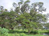 Tissa See