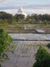 Tissa See