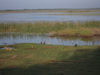 Bundula