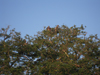 Bundula