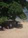 Galle