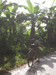 Mirissa Hinterland