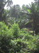 Mirissa Hinterland