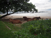 Fischmarkt, Strand Weligama