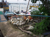 Mirissa town und Tempel